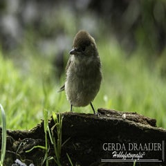 dsc_11562.jpg