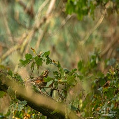 dsc_83932.jpg