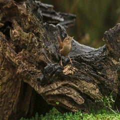 dsc_98312.jpg