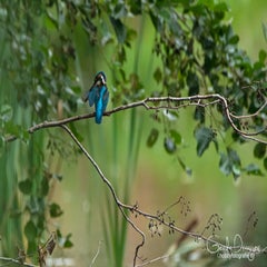 dsc_43132.jpg