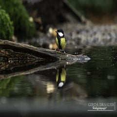 dsc_81612.jpg