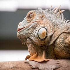 dsc_82393.jpg