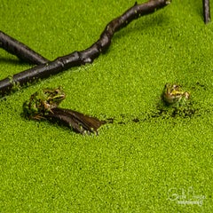 dsc_59282.jpg