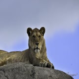 Wildlands 12-07-2020