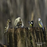 DSC_61612.jpg