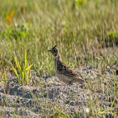 dsc_27482.jpg