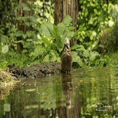 dsc_11032.jpg