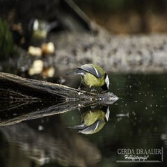 dsc_82412.jpg
