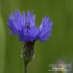 dsc_13042.jpg