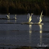 DSC_48132.jpg