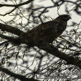 DSC_69182.jpg