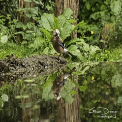 dsc_11012.jpg