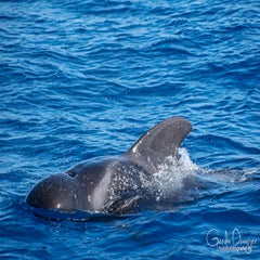 dsc_47603.jpg