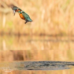 dsc_28353.jpg