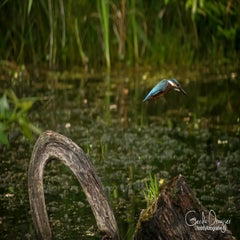 dsc_36532.jpg