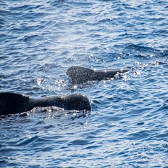 dsc_47443.jpg
