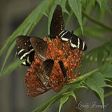 Wildlands 12-07-2020