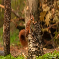 dsc_83242.jpg