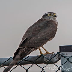dsc_37922.jpg