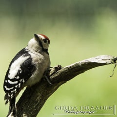 dsc_11442.jpg