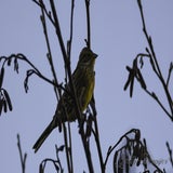 DSC_51962.jpg