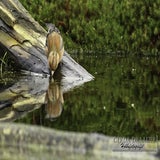 DSC_59512.jpg