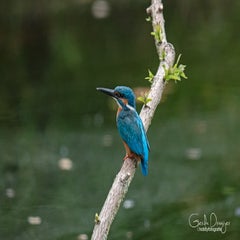 dsc_20243.jpg