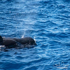 dsc_47573.jpg