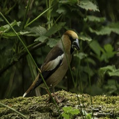 dsc_11342.jpg