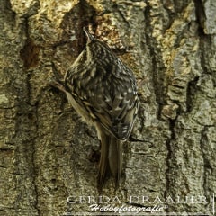 dsc_62262.jpg