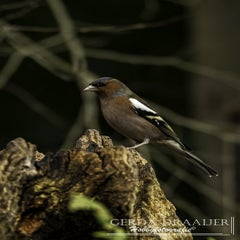 dsc_81582.jpg