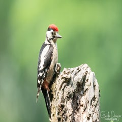 dsc_17783.jpg