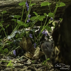dsc_13042-1.jpg