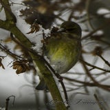 DSC_54102.jpg