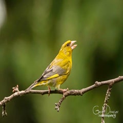 dsc_33222.jpg