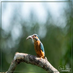 dsc_41102.jpg