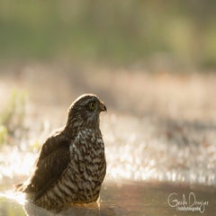 dsc_87543.jpg