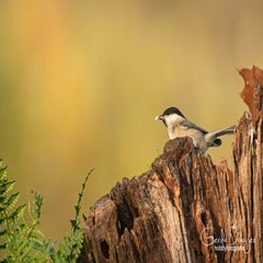 dsc_00573.jpg