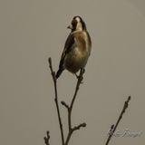 DSC_50962.jpg