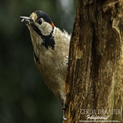 dsc_60312.jpg