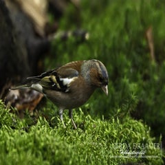 dsc_84102.jpg