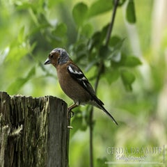dsc_10832.jpg