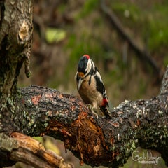 dsc_57692.jpg