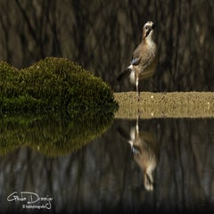 dsc_97122.jpg