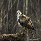 DSC_57622.jpg