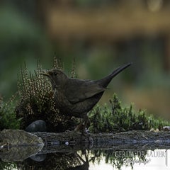 dsc_67252.jpg