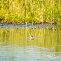 dsc_29182.jpg