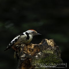 dsc_80542.jpg