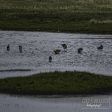 DSC_69822.jpg