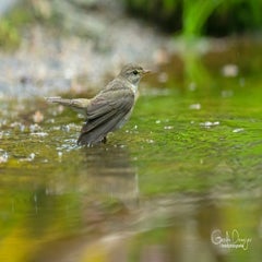 dsc_92873.jpg